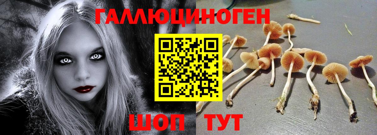 Псилоцибиновые грибы Psilocybine cubensis Топки
